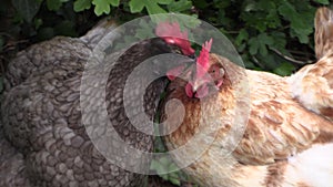 Hen having a sociable affective behavior, peck skinning on the crest of another hen. Red and gray