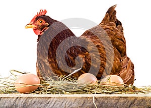 Hen in hay with eggs isolated on white