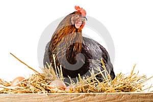 Hen in hay with eggs isolated on white