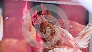 Hen head in close-up macro view shows red cockscomb and brown feather with chicken beak of attentive hen curious watching on organ