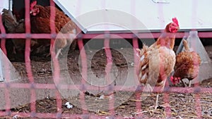 Hen head in close-up macro view shows red cockscomb and brown feather with chicken beak of attentive hen curious watching on organ