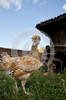 Hen in the hen house, breed of hen