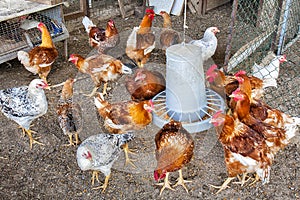 Hen Hens House Animal Feed