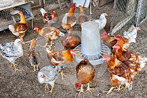 Gallinas gallinas casa el alimentación 