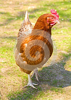 Hen on henyard