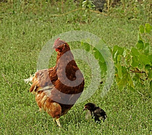 A hen with her chick