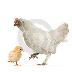 Hen and her chick