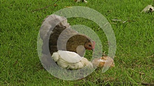 A hen with her chicks