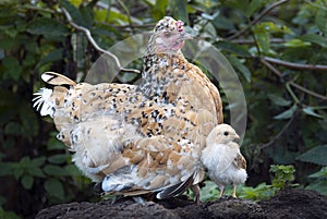 Hen with her chicks, protecting herself under her mother