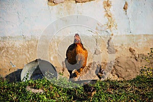 A hen with her chicks, Zululand