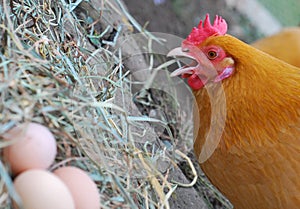 Hen with Her Eggs