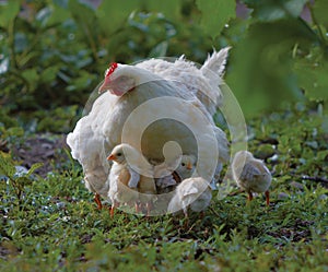 Hen hide Chicks