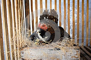 Hen incubating eggs in the straw in the coop