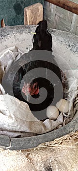 the hen is incubating her eggs