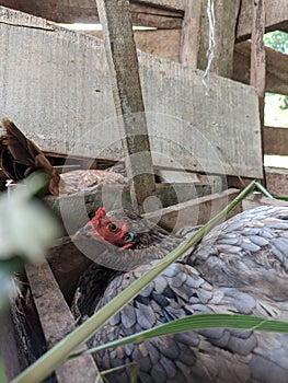 A hen incubating her eggs