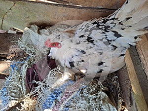 a hen incubating her eggs in a box