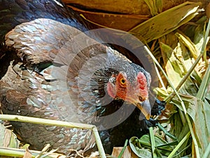 The hen is incubating her eggs