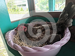 a hen incubating her eggs with watchful eyes