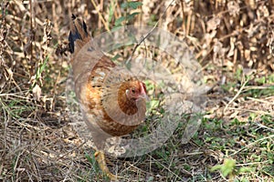 A hen is inside the corn field after food. Chicken are fond of picking up food from soil.