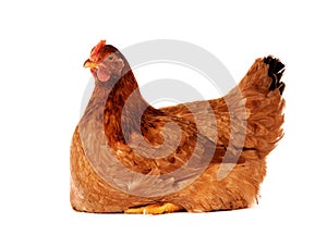 Hen isolated on white.