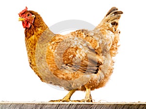 Hen isolated on white