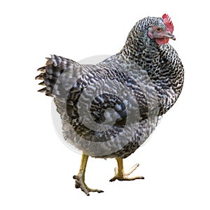 Hen isolated on white, black and white feathered hen, red comb photo