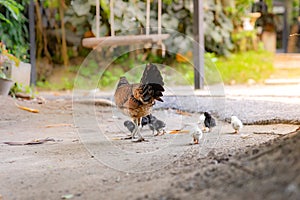 Hen with its baby chick in back garden