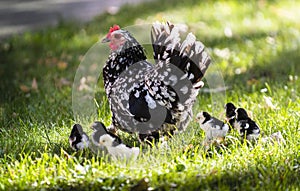 Hen with its baby chicks in grass