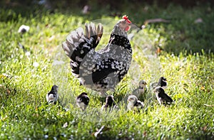 Hen with its baby chicks in grass