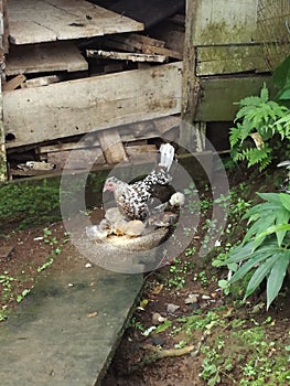 Hen with its beautiful Chicks