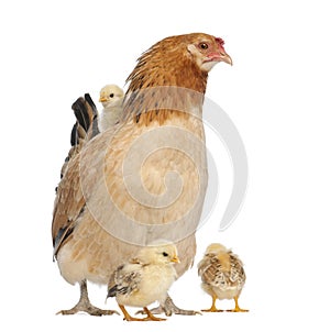 Hen with its chicks around her and on its back