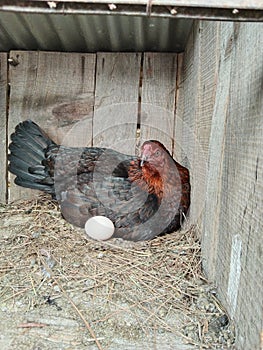 A hen laying egg.