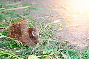 Hen laying egg in the farm