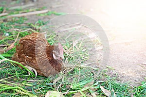 Hen laying egg in the farm