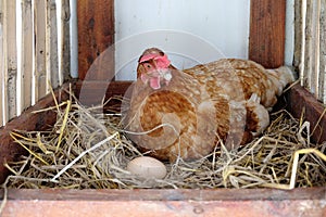 Hen laying egg