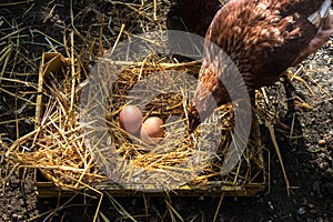 A hen laying eggs in its nest
