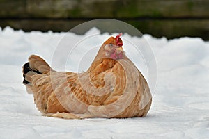 Hen lie resting on snow in wintery landscape.