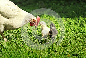 Hen and little chickens, yellow, black and red walk on the lush green grass in the farm yard on a Sunny spring day