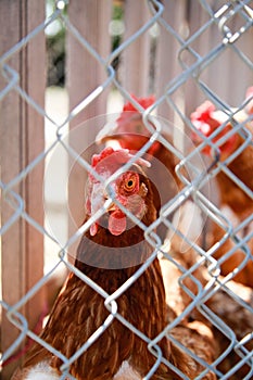 Hen looking from behind a wire fence