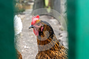 Hen looking through gap behind fence in chicken enclosure