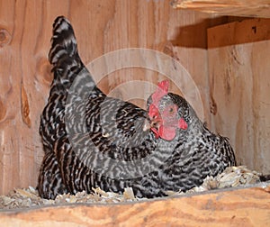 A hen is laying an egg