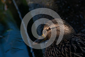 Hen Mallard duck with face half in shadow photo