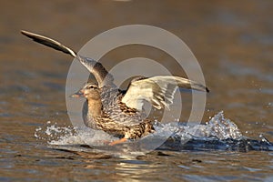 A Hen Mallard Duck Flying in to land on a pond Winter