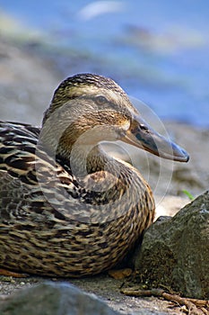 The Hen Mallard Duck Relaxes in the Shade