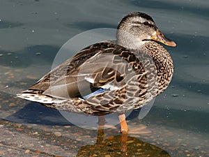 Hen Mallard Duck Waterfowl