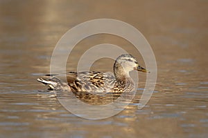 A Hen Mallard DuckSwimming on a Pond on a Winter Afternoon