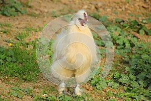 Hen moroseta in the meadow