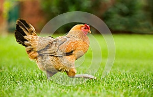 Gallinas sobre el movimienot 