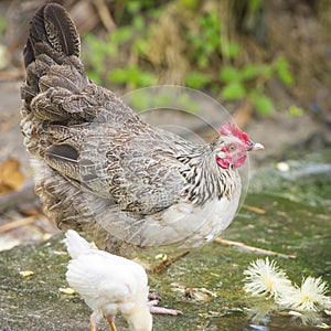 Hen in nature, freeroaming hen in garden