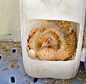 Hen in nest